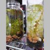 LINE_ALBUM_物品_240710_14 水草瓶{租借}{單日}