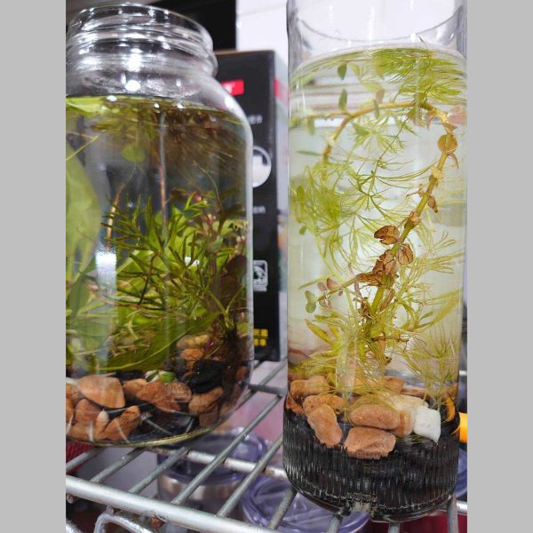 LINE_ALBUM_物品_240710_14 水草瓶{租借}{單日}