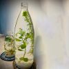 LINE_ALBUM_物品_240710_30 水草瓶{租借}{單日}