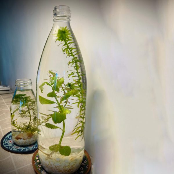 LINE_ALBUM_物品_240710_30 水草瓶{租借}{單日}